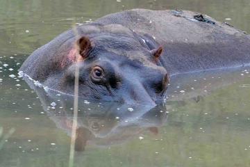 hippopotamus in south africa