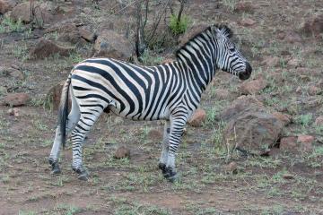 zebra in south africa