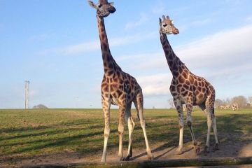 Giraffes at Fota Park treasure hunt