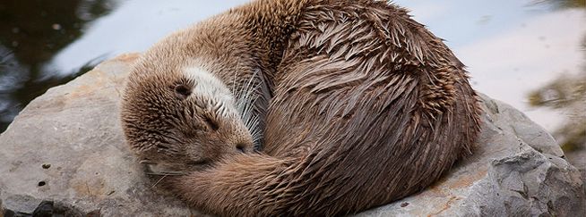sleeping marmot company productivity