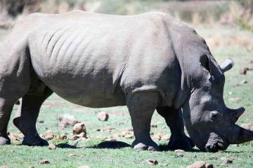 Rhino in south africa